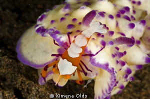 Imperial Shrimp on Nudibrach. 1/160  f32 iso 200 by Ximena Olds 